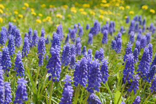 Blue bells Muscari armeniacum in a flowerbed in early spring. Delicate spring garden flowers. Landscape design.