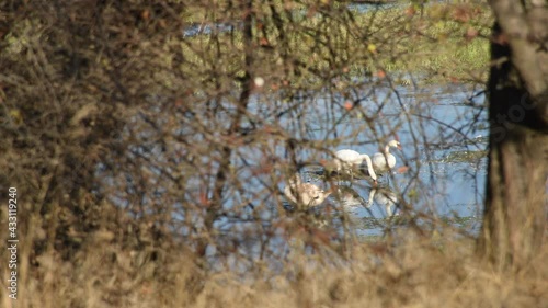 Pair of Mute Swans (Cygnus olor) with cignet at a feeding site seen from behind bushes