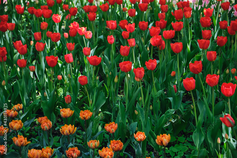 Tulip field with beautifully colored blooming tulips