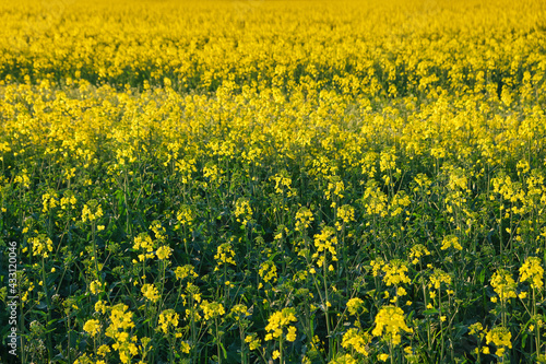 Yellow field of rape plant, used for making canola oil © Inna Vlasova