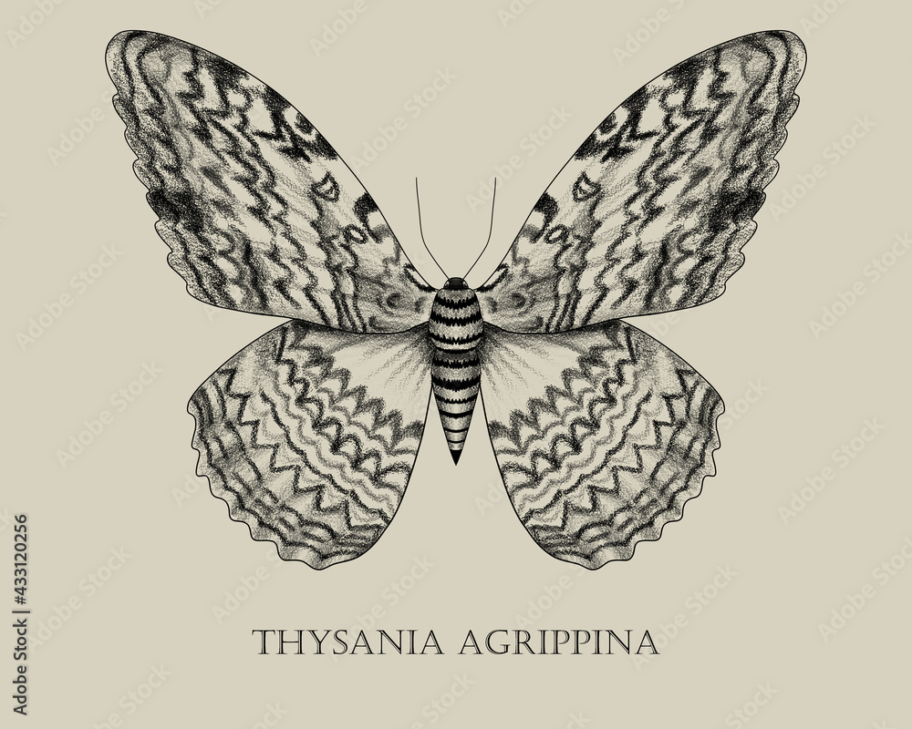 White witch moth (Thysania agrippina) biology book insect