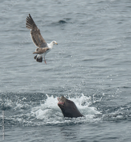Hungry Sea Lion Fends Off Seagull