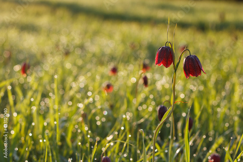 Snake's head fritillaria or chess flower. Red spring meadow flowers