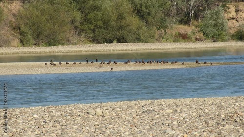 Flock of cormorants and mallard ducks rest on riverbed under September sun