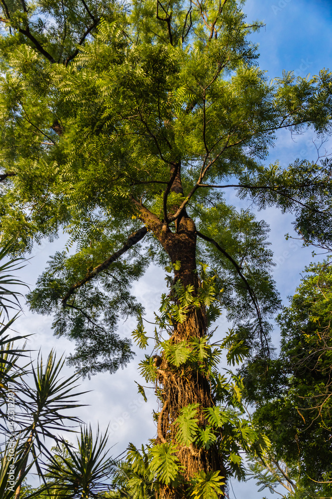Fototapeta premium Beautiful tree out in the tropical forest