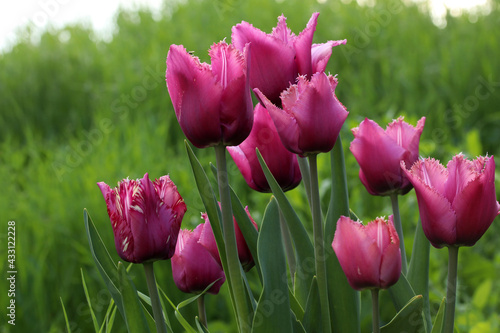 Pink purple tulips with carved petals on blurred background