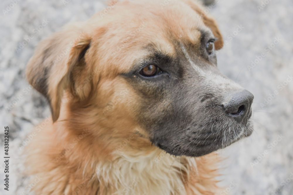 portrait of a dog portrait of a dog