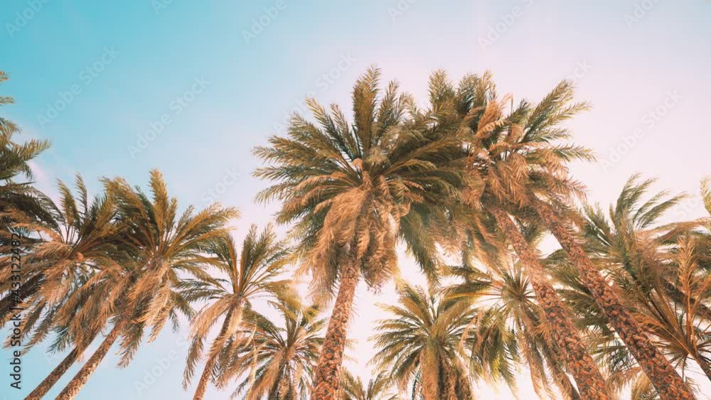 Palm trees at sunset light and sky Palm trees at sunset light and sky
