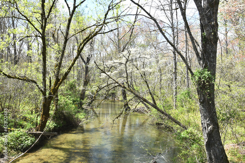Creek through Forest