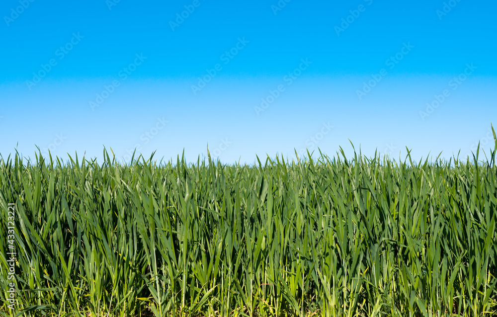 green wheat on a field on a sunny day
