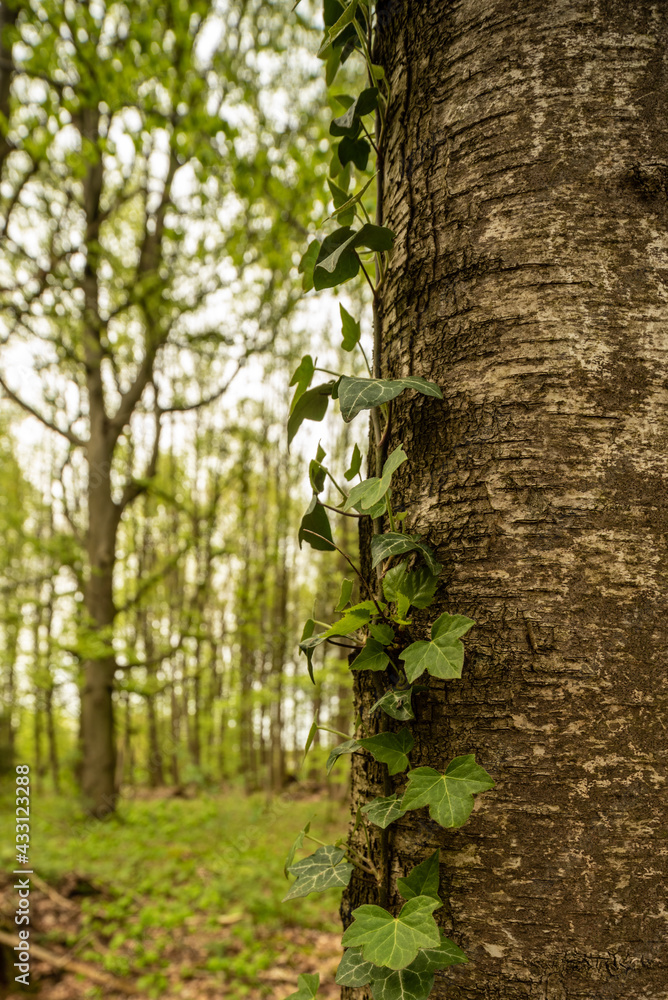 Obraz premium Buchenwald im Frühling