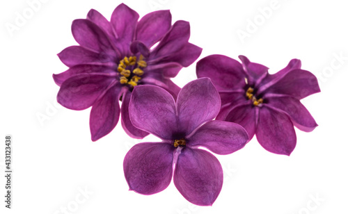 lilac flowers isolated © ksena32