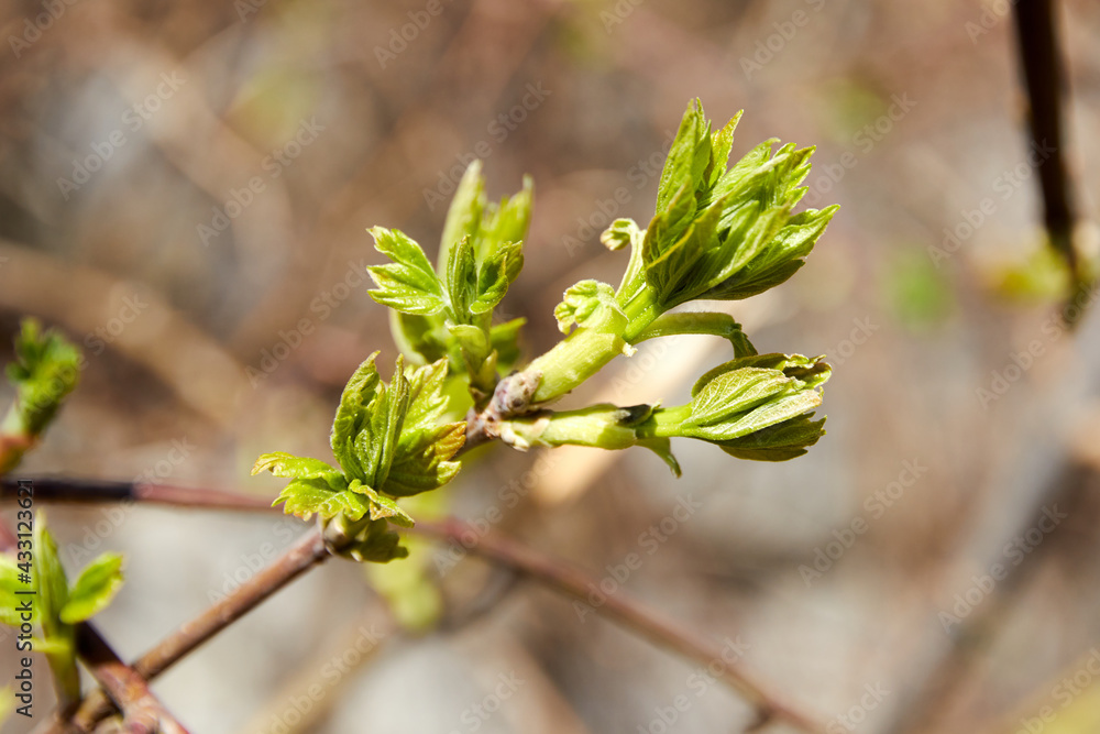 young tree leaf shoots in early spring with blurred background young tree leaf shoots in early spring with blurred background