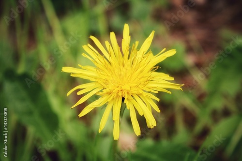 Yellow Dandelion in the grass