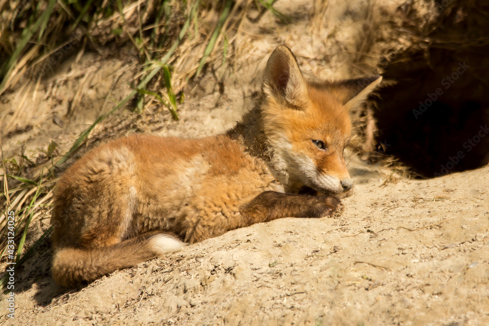 Red fox young juvenile immature baby (Vulpes vulpes) european fox sleeping and resting in front of the hole, Fox in natural habitat in spring, order carnivora Red fox young juvenile immature baby (Vulpes vulpes) european fox sleeping and resting in front of the hole, Fox in natural habitat in spring, order carnivora