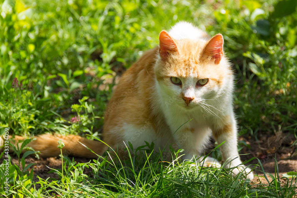 Portrait of red cat. Ginger country cat in the grass
