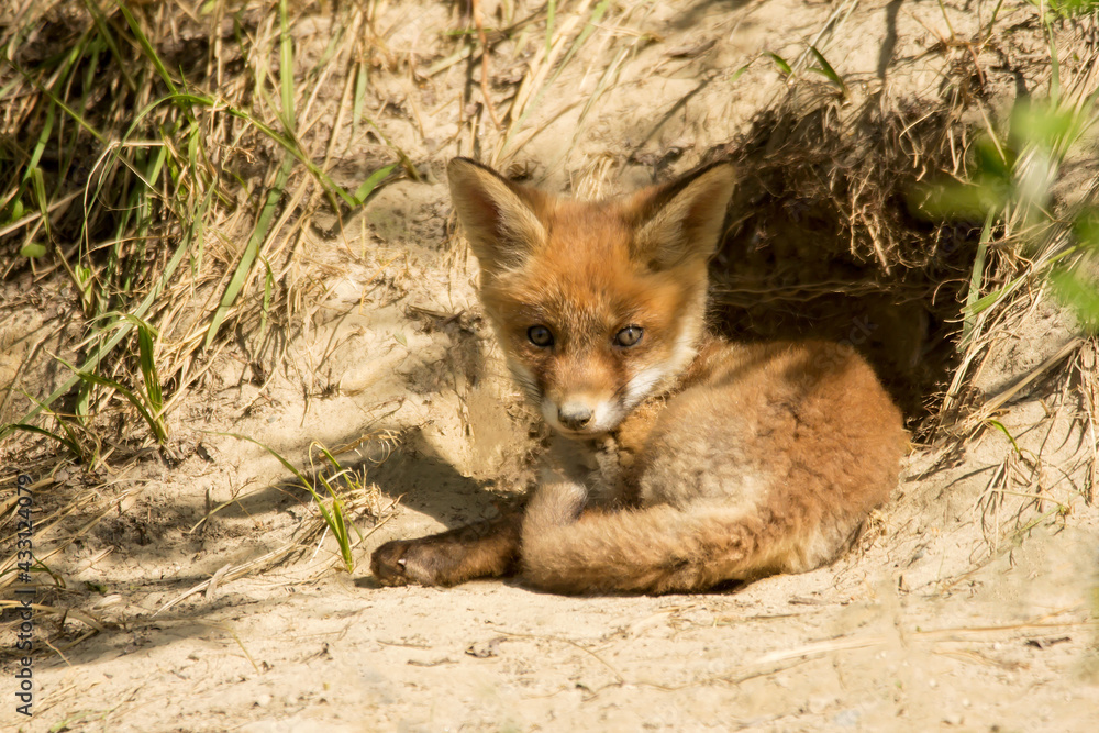 Red fox young juvenile immature baby (Vulpes vulpes) european fox sleeping and resting in front of the hole, Fox in natural habitat in spring, order carnivora Red fox young juvenile immature baby (Vulpes vulpes) european fox sleeping and resting in front of the hole, Fox in natural habitat in spring, order carnivora