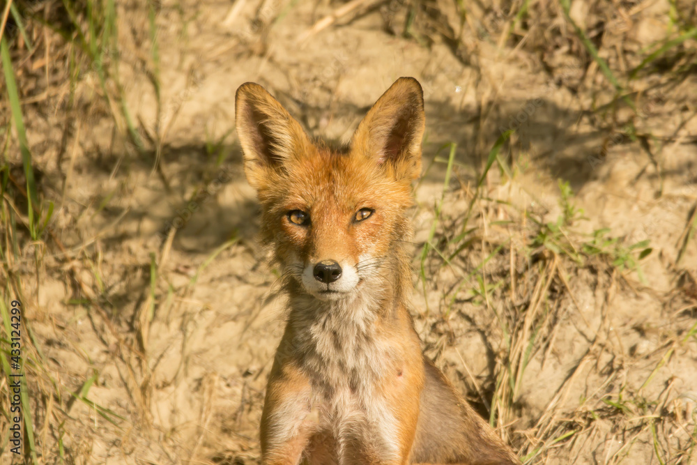 Red fox adult female (Vulpes vulpes) large european fox in front of the hole during mating season with young fox inside the nestig hole. Fox in natural habitat in spring, order carnivora