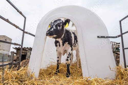 white plastic calfhutch on straw. Little calf standing in cage in livestock barn on daity farm. Cattle breeding, taking care of animals. Livestock cow farm. photo