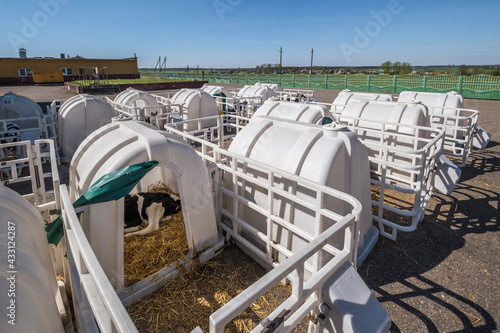 white plastic calfhutch on straw. Little calf standing in cage in livestock barn on daity farm. Cattle breeding, taking care of animals. Livestock cow farm. photo