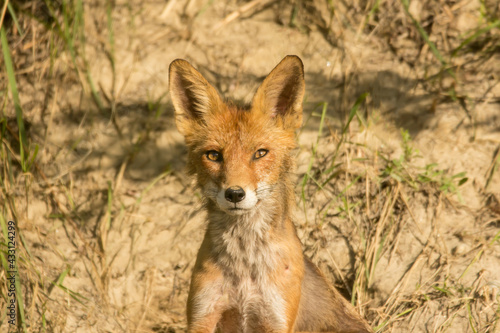 Red fox adult female (Vulpes vulpes) large european fox in front of the hole during mating season with young fox inside the nestig hole. Fox in natural habitat in spring, order carnivora