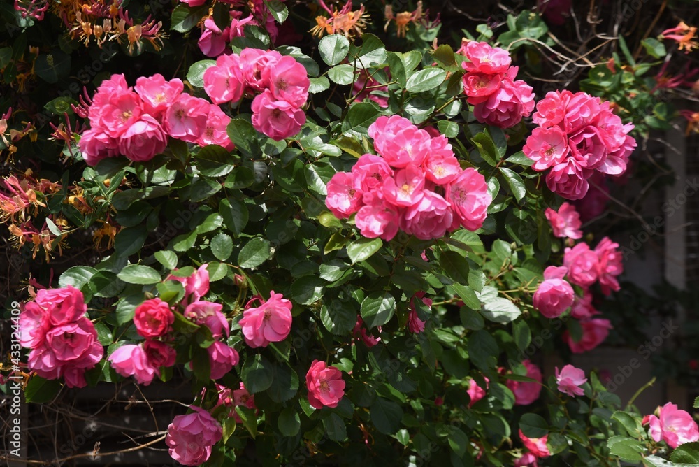 Early summer roses in full bloom.