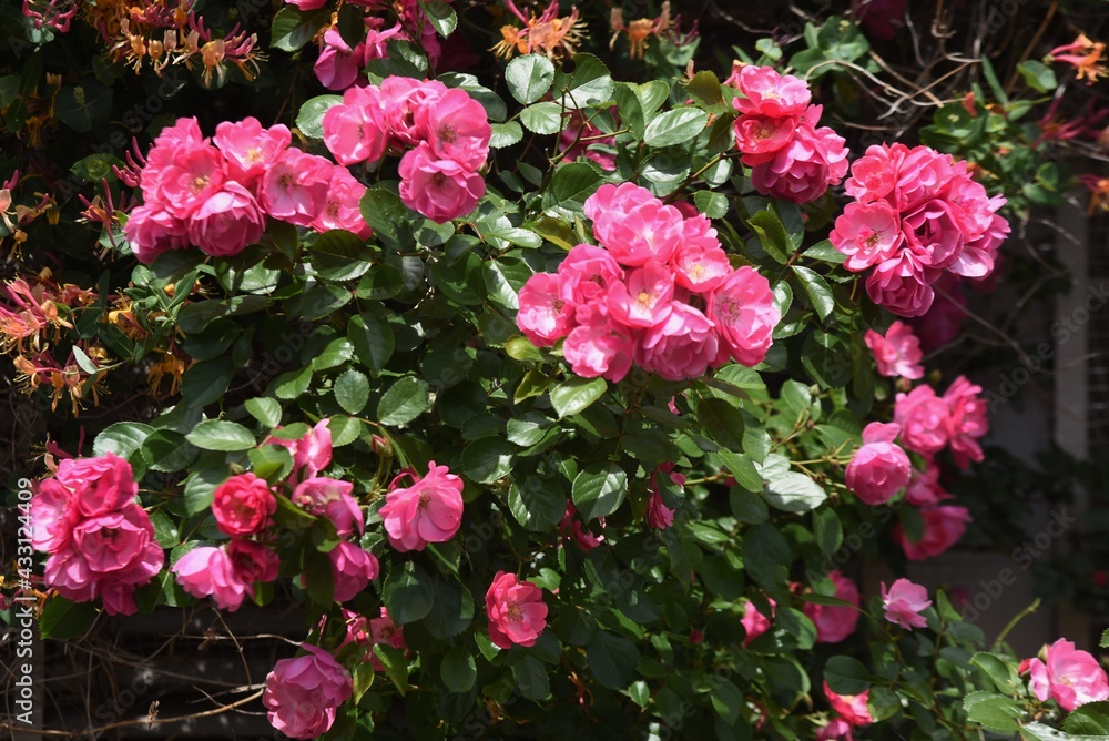 Early summer roses in full bloom. Early summer roses in full bloom.