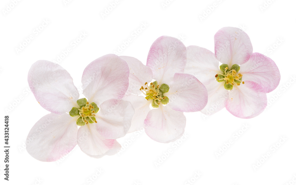 apple tree flowers isolated apple tree flowers isolated