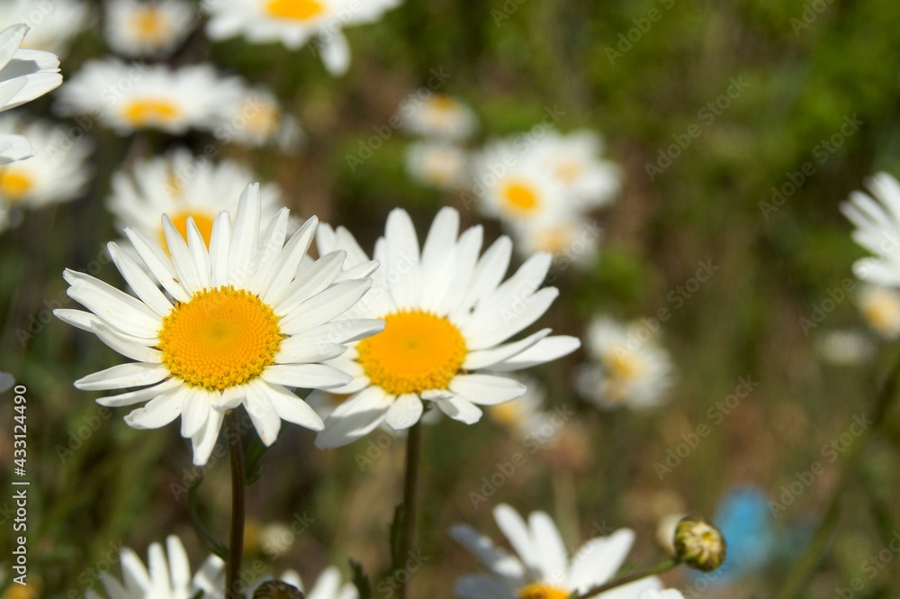 close up of daisies with a soft focus grass background 
