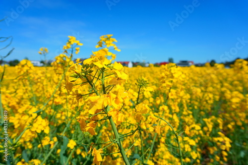 Yellow Flower field 