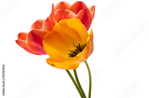 tulip isolated