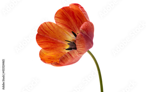 tulip isolated