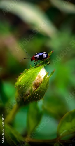 Lady bug on a bud © Dr.Sourabh