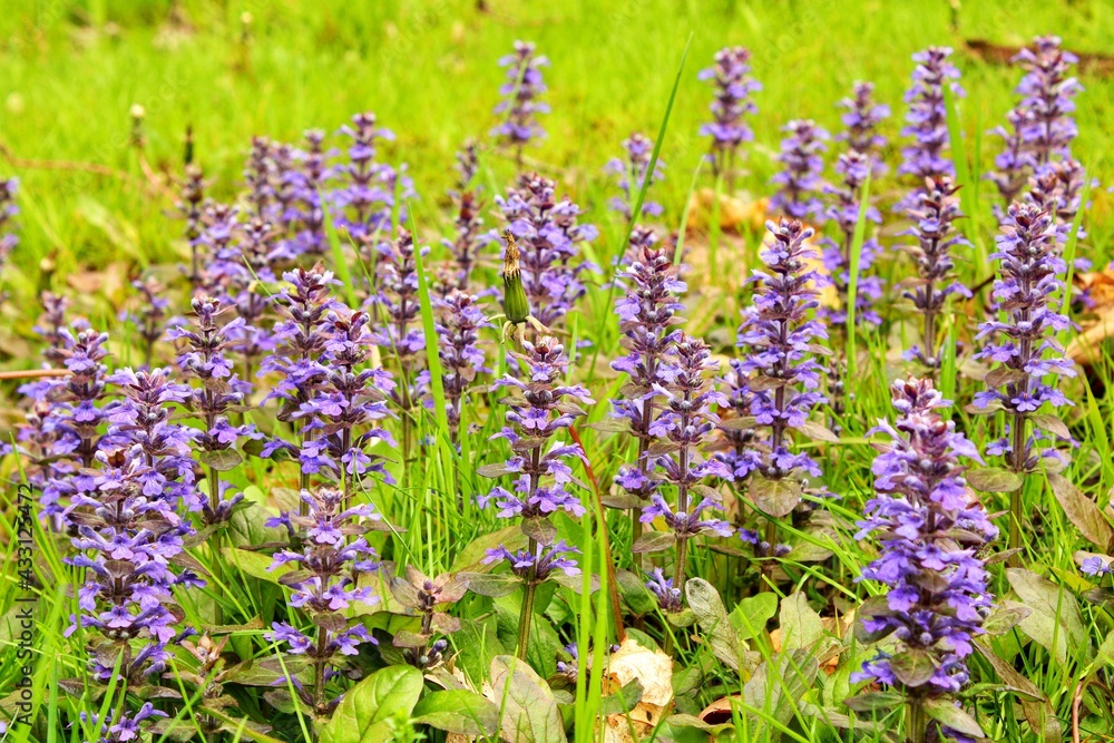 Obraz premium flowers in the field
