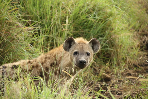 Hyena © stefan