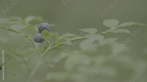 blueberry bush smooth shooting with slider