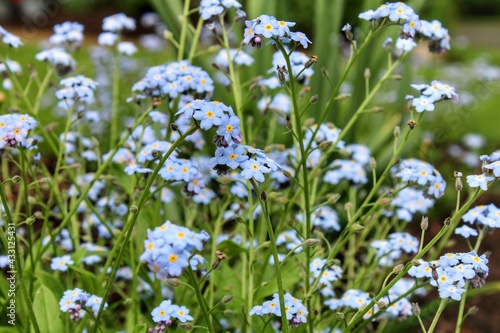 Forget me note 