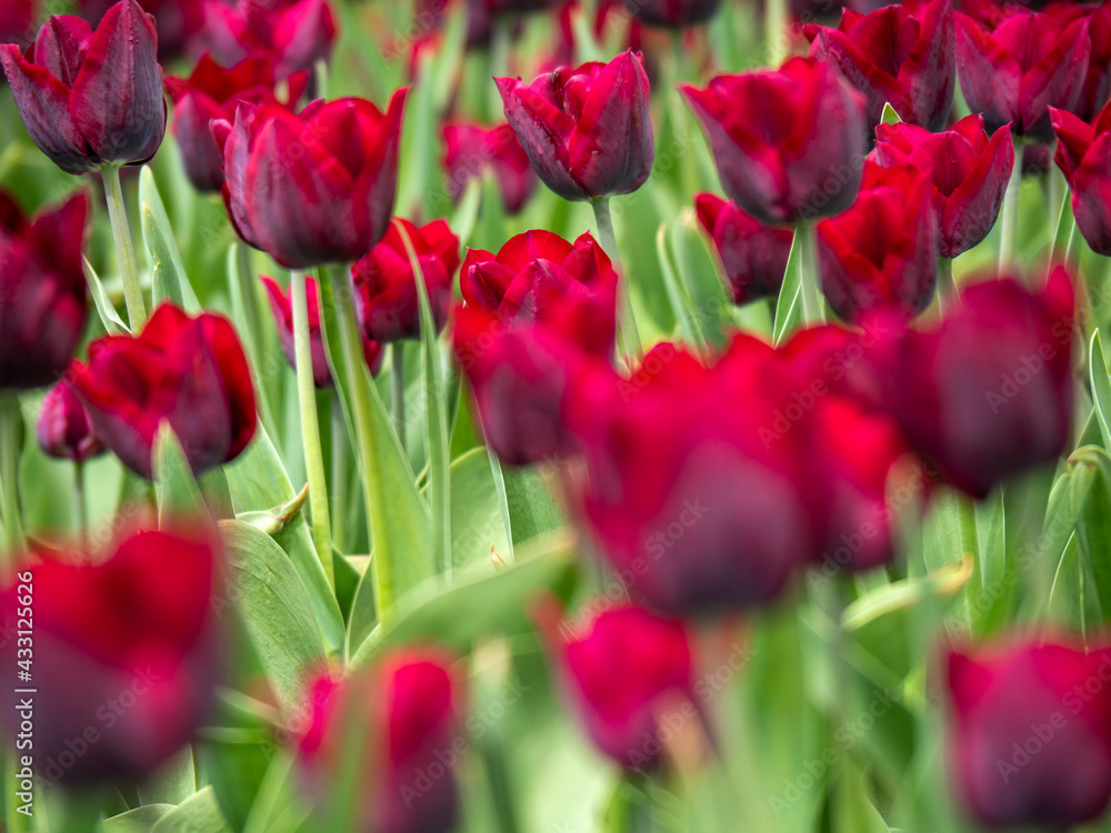 Blooming tulips. Beautiful spring flowers. Blooming tulips. Beautiful spring flowers.