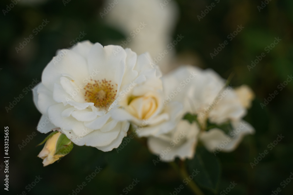White roses White roses