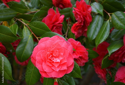 Incredible beautiful red camellia - Camellia japonica, known as common camellia or Japanese camellia.