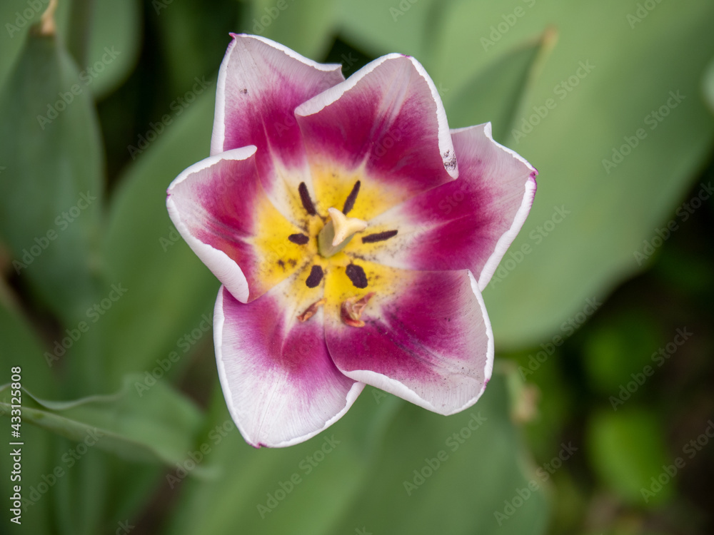 Blooming tulips. Beautiful spring flowers. Blooming tulips. Beautiful spring flowers.