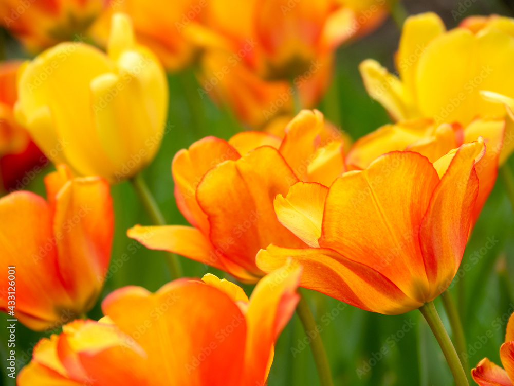 Blooming tulips. Beautiful spring flowers. Blooming tulips. Beautiful spring flowers.