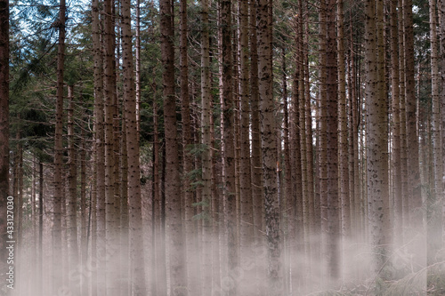 tall fir forest with fog