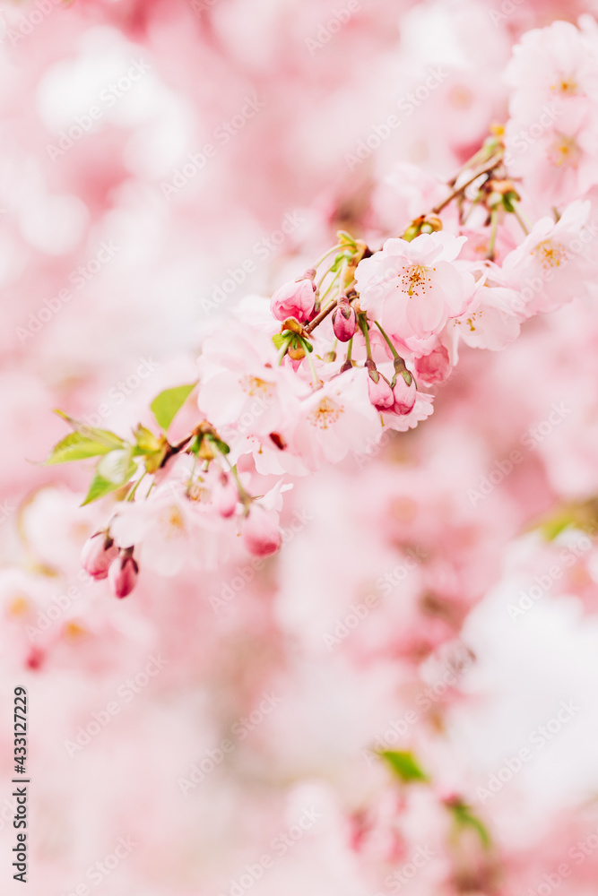 Amazing pink cherry blossoms on the Sakura tree. Beautiful spring tree.