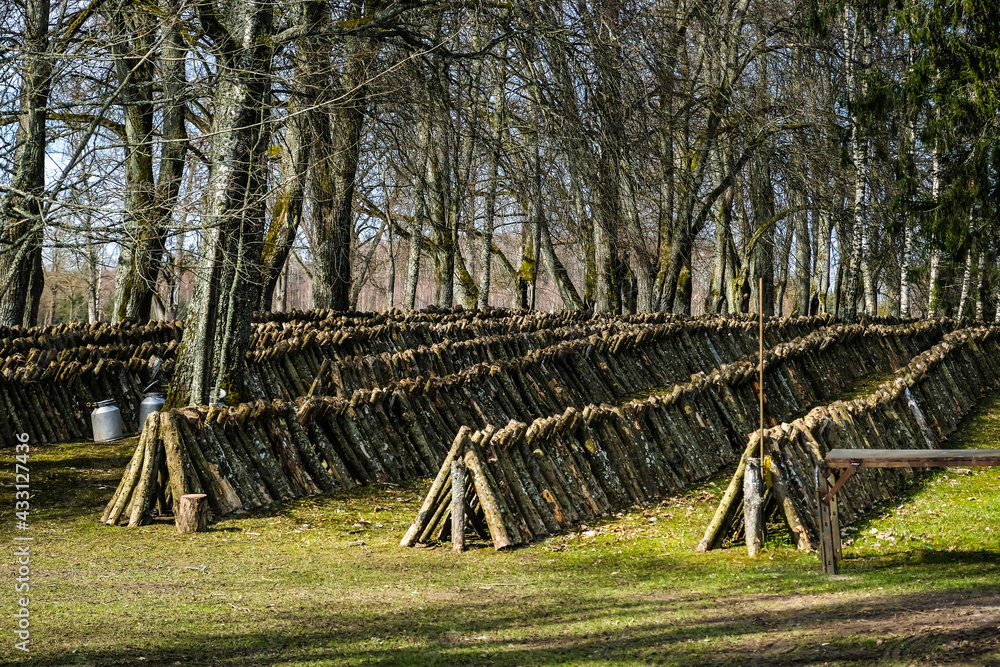 Logs for shiitake mushroom growing outdoors. Green farming. Cultivation