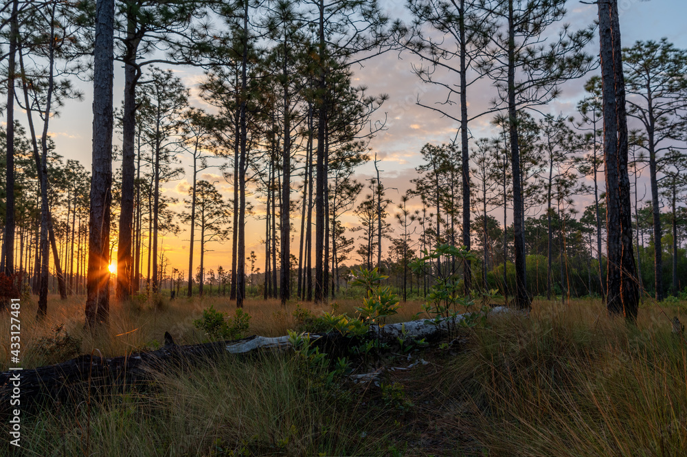 Fototapeta premium Sunrise in Longleaf Pine Savanna, (fallen tree in foreground)