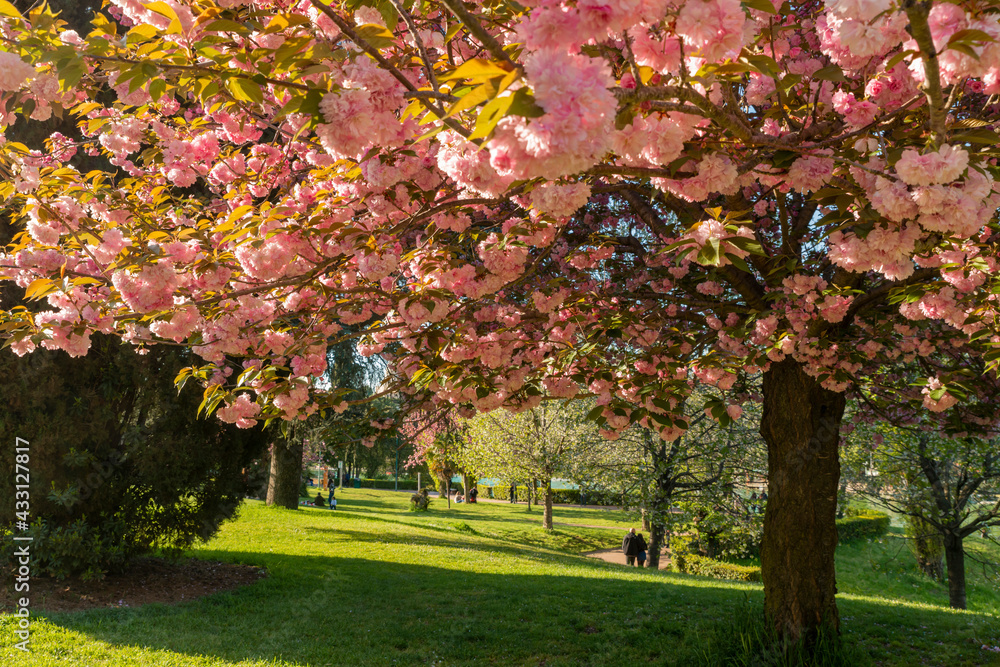 Naklejka premium Eur pond glimpse of the beautiful flower garden in spring, with pink Japanese cherry trees in full bloom. Japanese Hanami Festival, Japan Walk. Rome Italy.