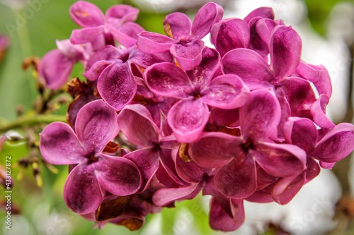 Closeup of lilac blooms 