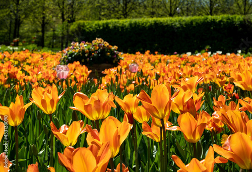 Fototapeta Naklejka Na Ścianę i Meble -  Amazing   tulips field in Gorky Park Moscow -  Central park for walking  and beautiful nature(gardening)