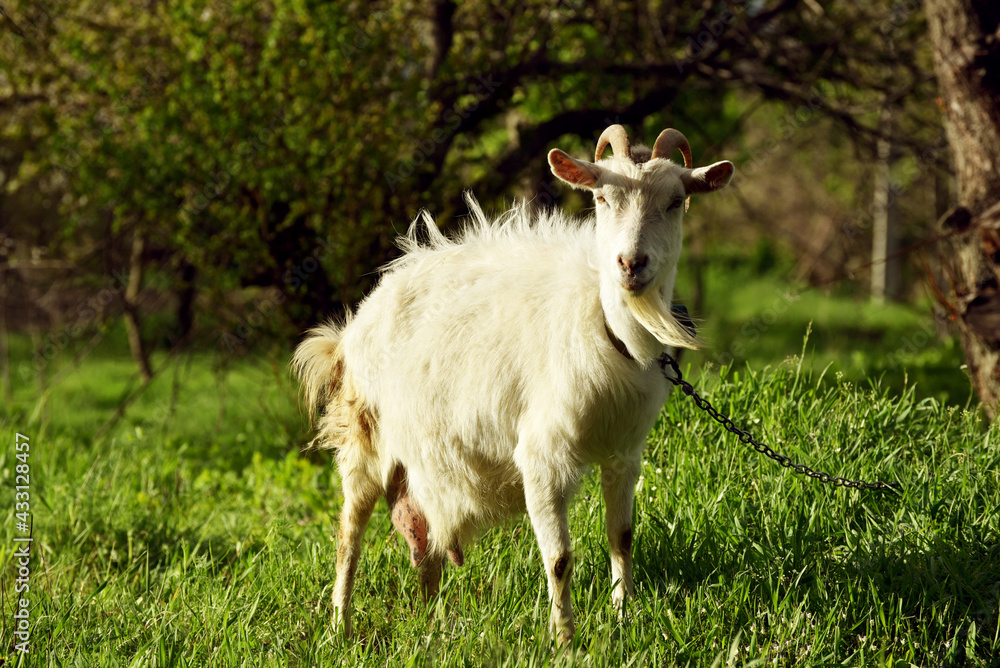 White goat standing and watching into distance, rural wildlife photo in spring White goat standing and watching into distance, rural wildlife photo in spring